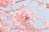 Close up of a pink cherry blossom tree